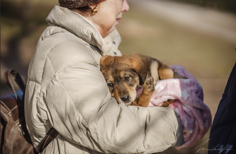 Търсят се осиновители за кучета бебета!