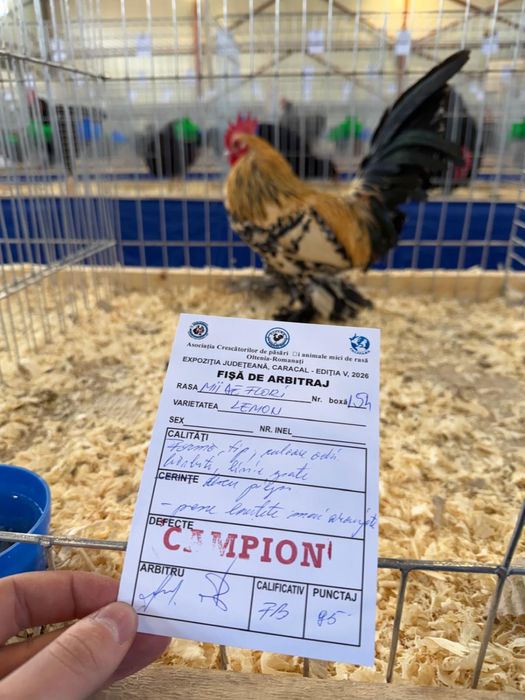 Disponibile 2 familii mii de flori lemon