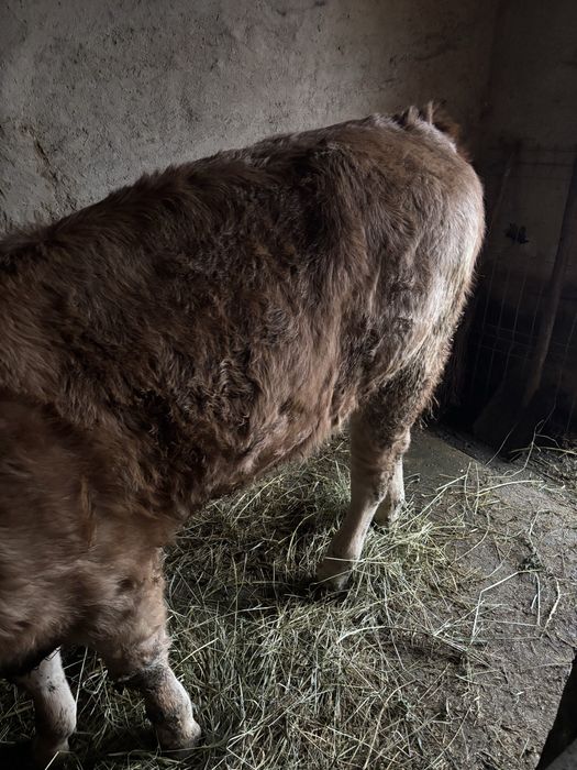 De vanzare vitica baltata