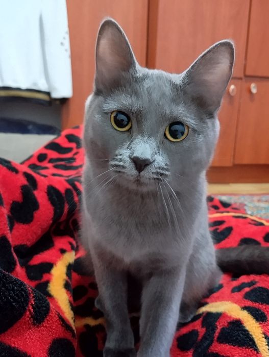 Кошечка 6мес Британка