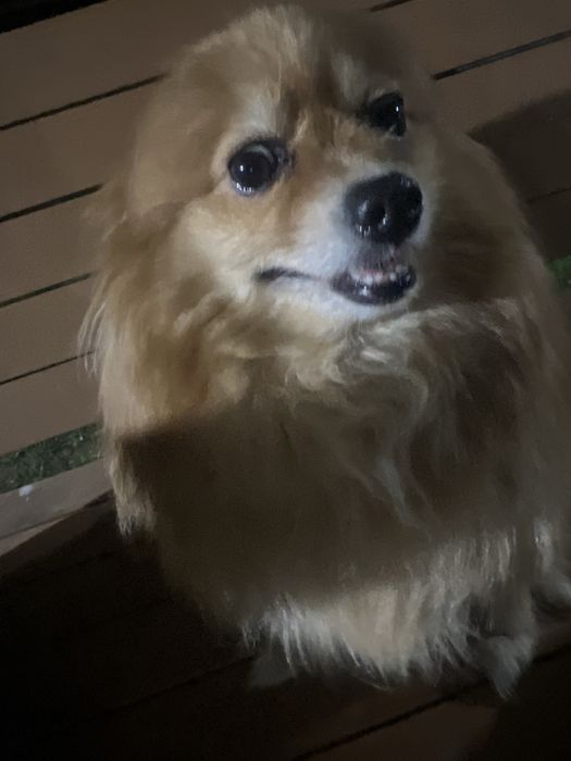 Немецкий шпиц хороший