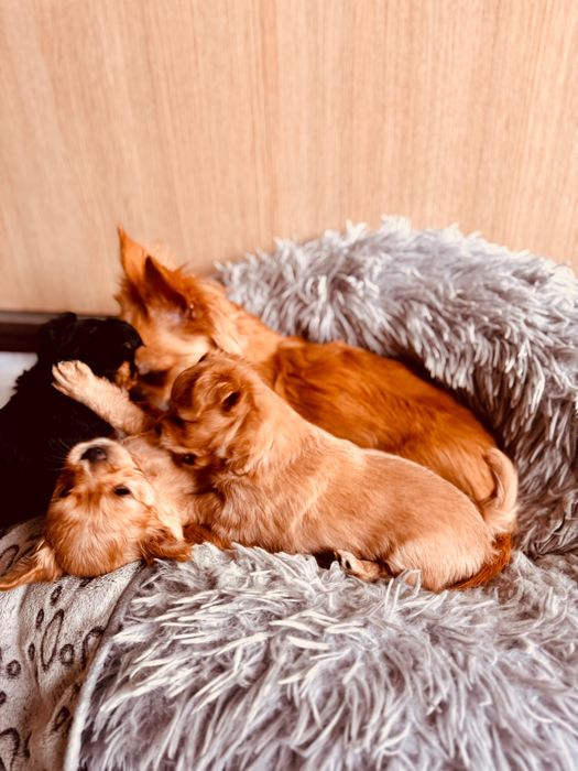 Чихуахуа гр.Силистра