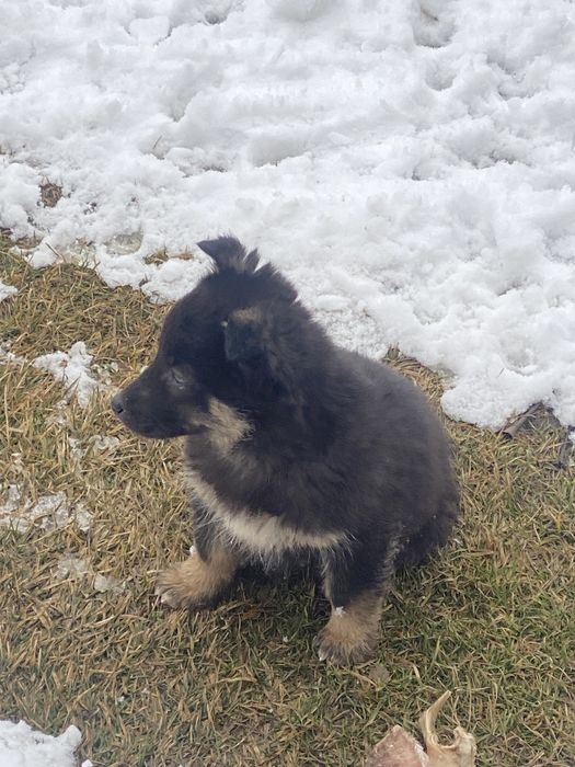 Лайка бесплатно!