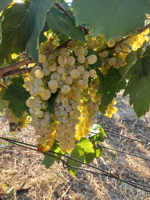 Vand Struguri Vin Feteasca Merlot