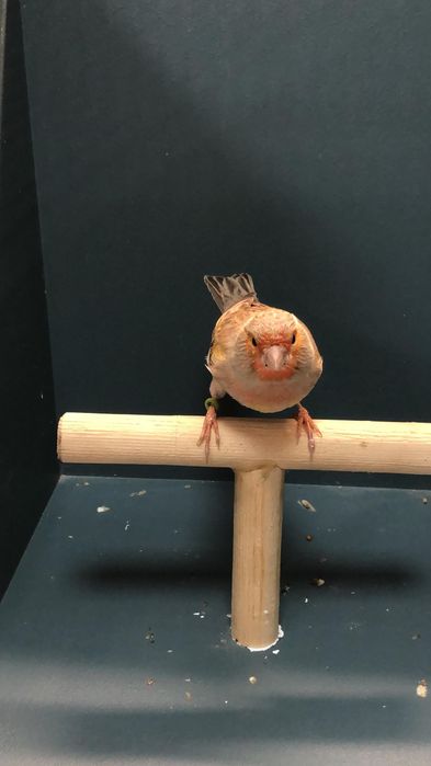 Канарейка (Кенор самец)