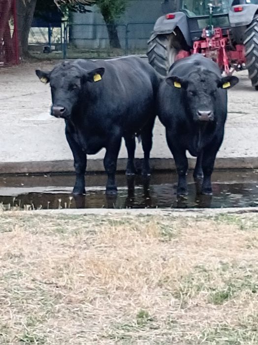 Vand 2 tauri Angus