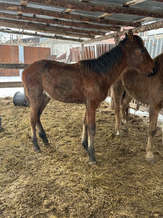 Тай жабагы жеребец жеребчик