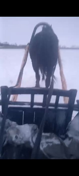 Продам жеребца 7 лет