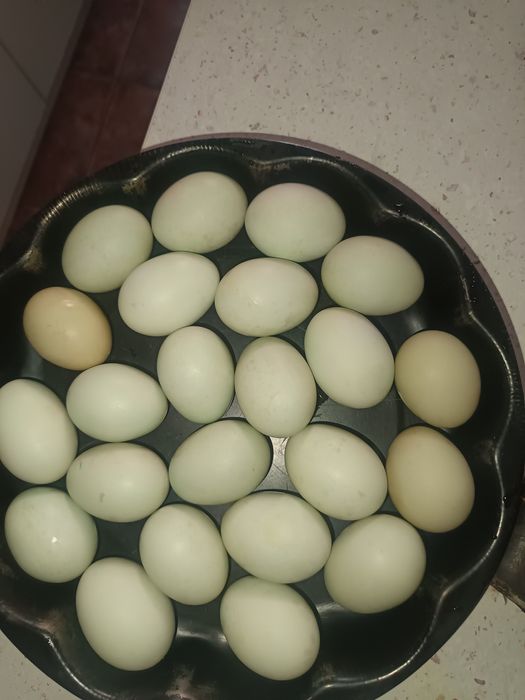 Vând ouă de incubat găini rasa ameraucana dețin familii de ameraucana