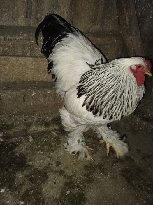 Vând cocoș brahma Columbia alb-negru