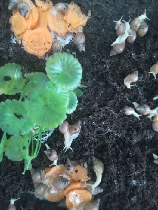 Улитка Ахатина Гигантская