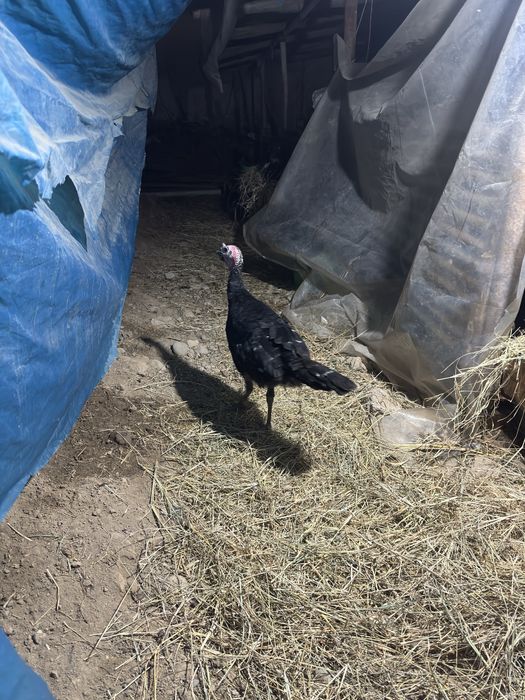 Kurka erkegi sotiladi