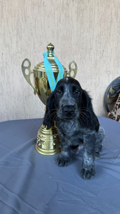 Русский охотничий спаниель