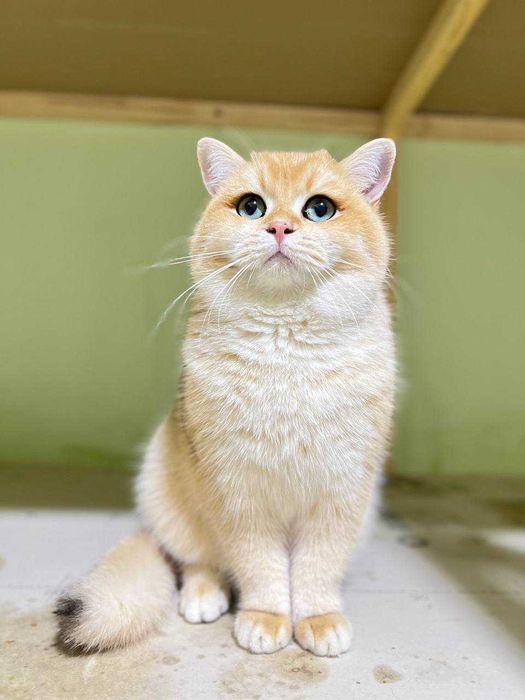 Вязка Шотландский вислоухий шиншилла & Британская кошка NY12