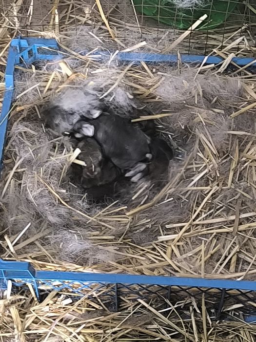 Продам мини ферму с кроликами!