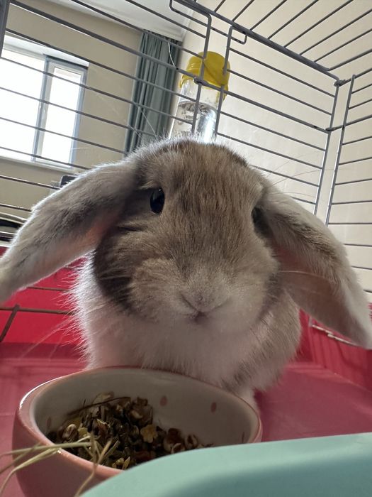 СРОЧНО! Продаю зайчика