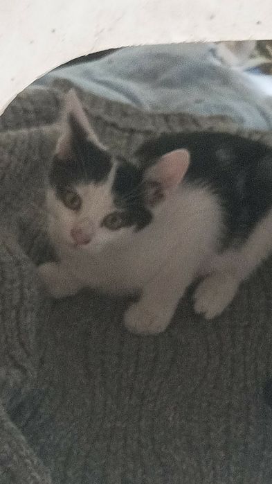 Подарявам котета