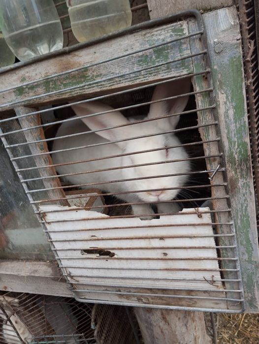 Кролик срочно продам