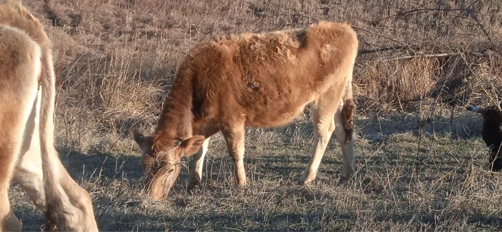 Сиырлар сатылады