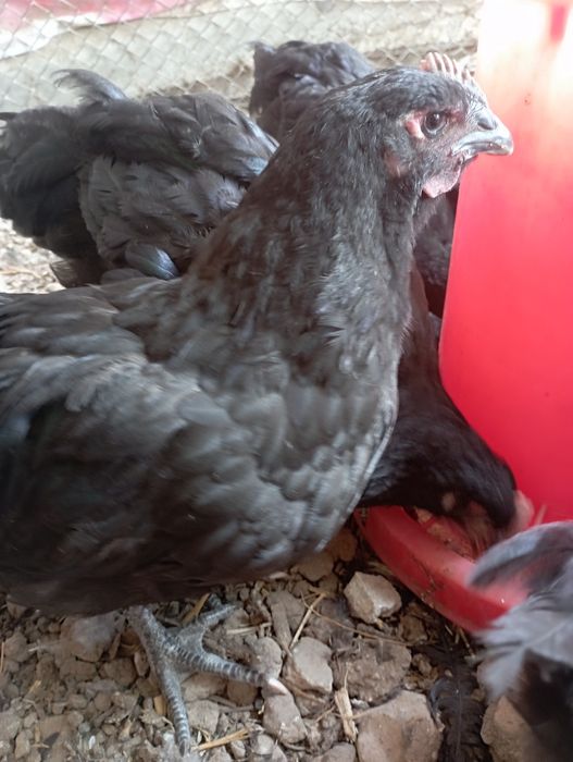 2.5 ойли жужала сотилади