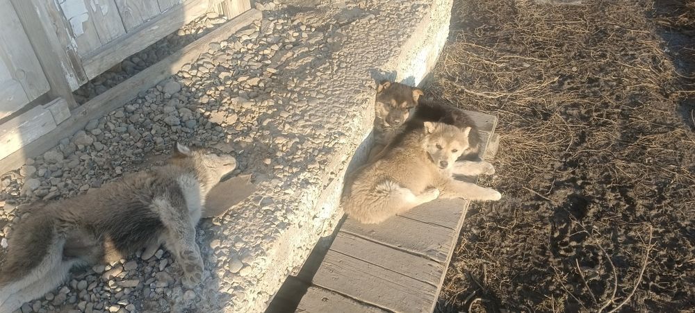 Отдам щенков бесплатно