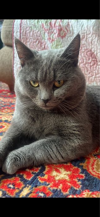 Пропал кот в районе 7 мкр