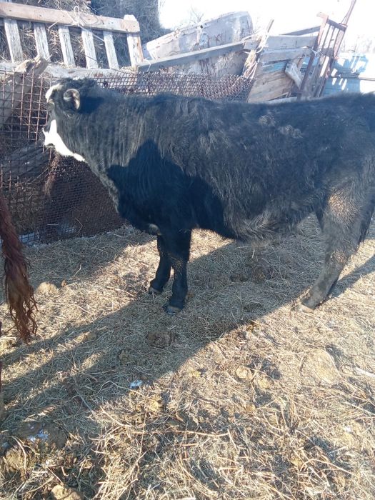 Еркеккк ургашыыы