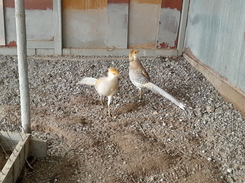 Продам самцов Лимонных Фазанов