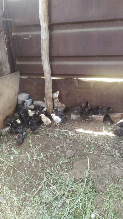 Домашние цыплята.