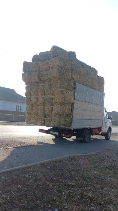 Шөп пірес жоңышқа