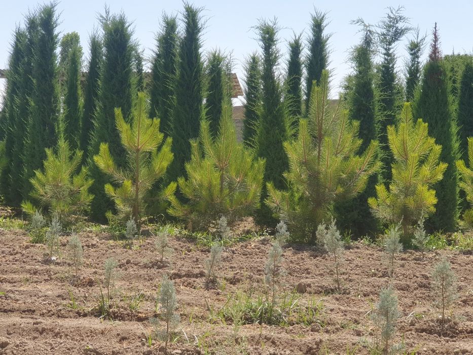 Арча моживелник оптом