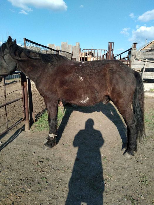 Продам коня мерин