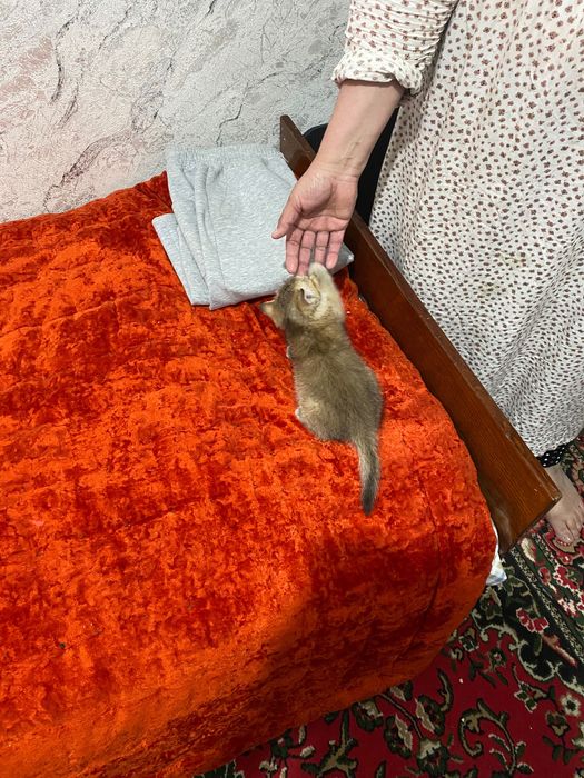 British chinchilla