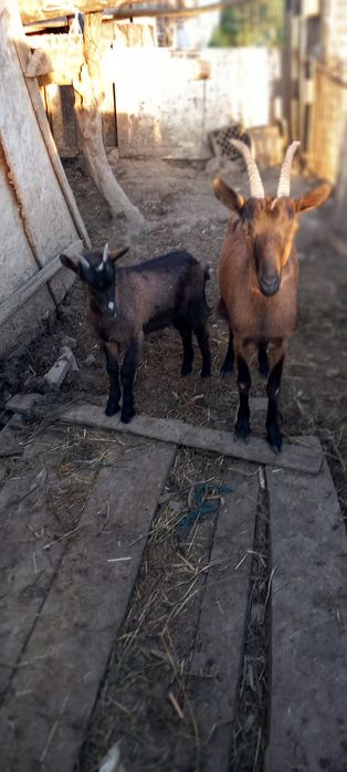 Capra de vanzare