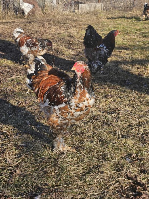 Cocos brahma portelan