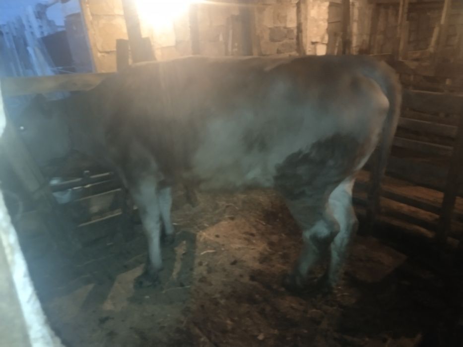 Продам крс с откорма