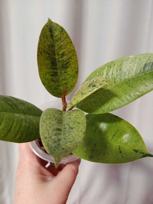 Фикус Али, Шривериана, Бенджамина