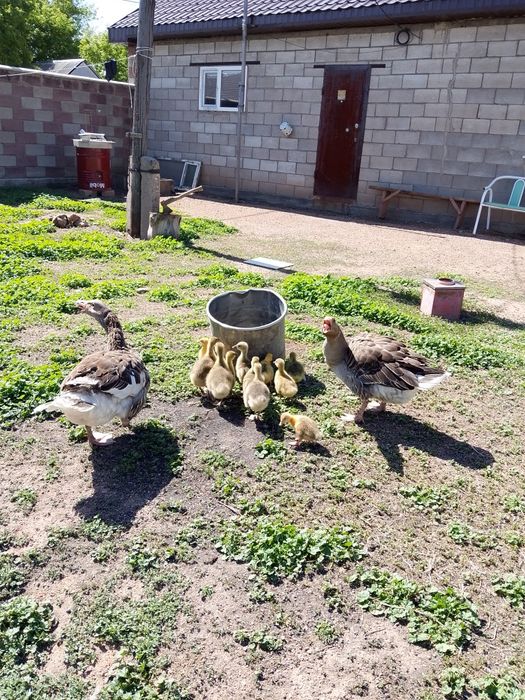 Продам домашних гусей с гусятами