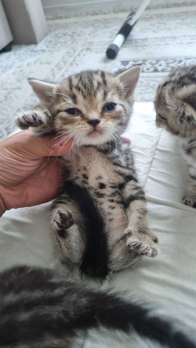 Шотландские котята