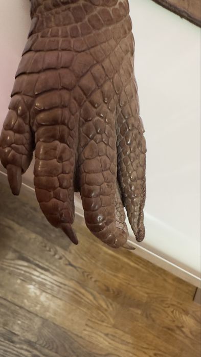 Кракодильчик  кракодил