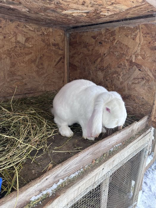 Mascul berbec german