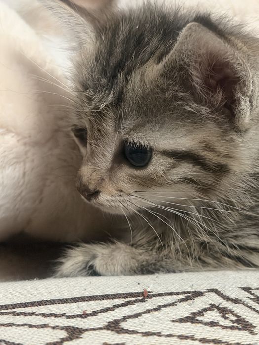 Отдам котенка в добрые руки