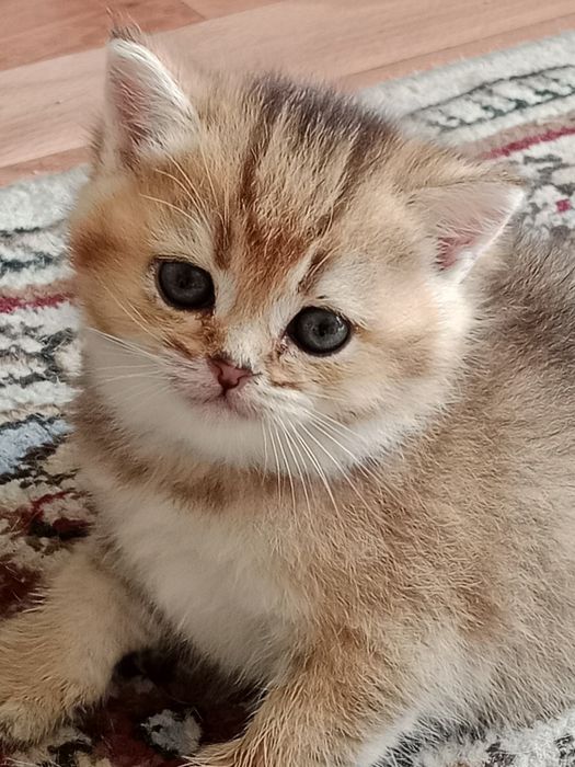 Продам Британских котят.