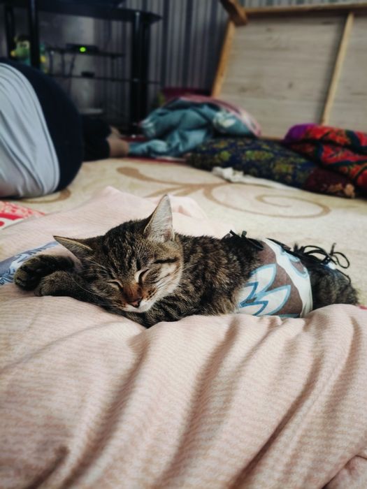 Отдам Котёнка в добрые руки.