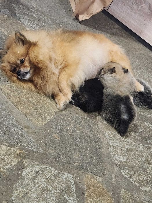 Померанчета, пухави топки