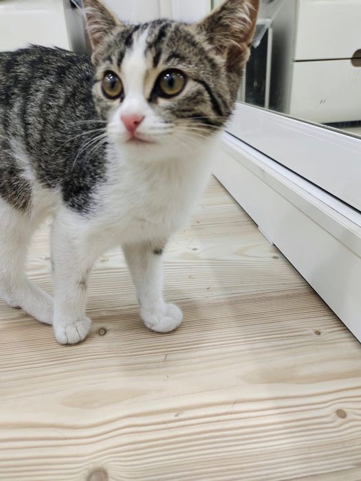 Отдам котёнка в хорошие руки
