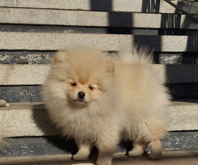 Продавам Померан,3 момичета