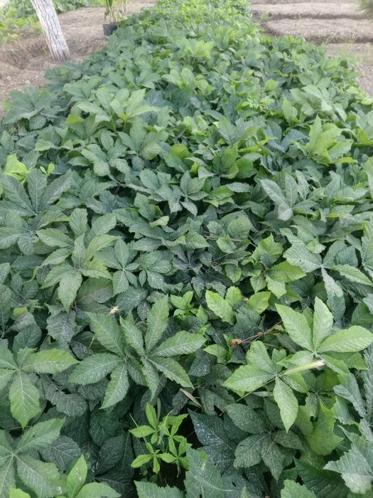 Каштан кучат сотилади