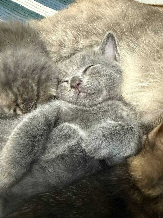 Отдам котенка в хорошие руки