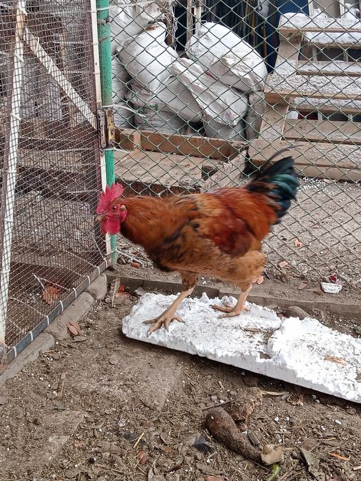 Продаю петушков породистых.